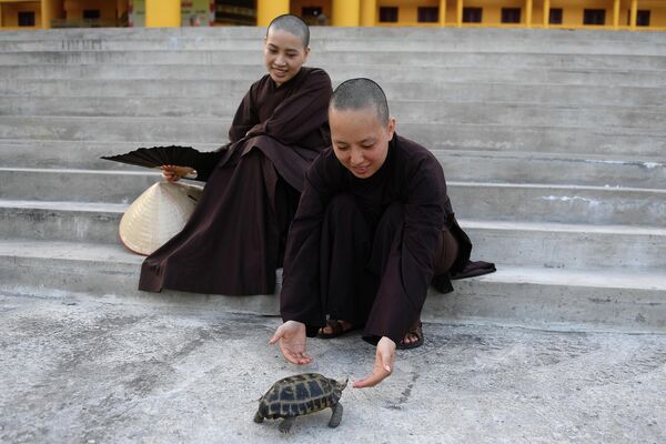 Nữ tu sĩ chơi với rùa tại Học viện Phật giáo Việt Nam, Hà Nội. - Sputnik Việt Nam