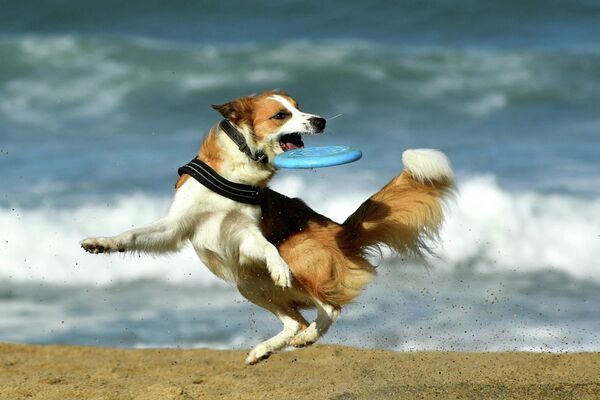 Một chú chó với đĩa bay trên bãi biển La Grande Plage ở Biarritz, Pháp. - Sputnik Việt Nam