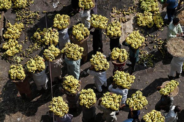Công nhân khiêng những chiếc hộp chứa đầy chuối ở Lahore. - Sputnik Việt Nam