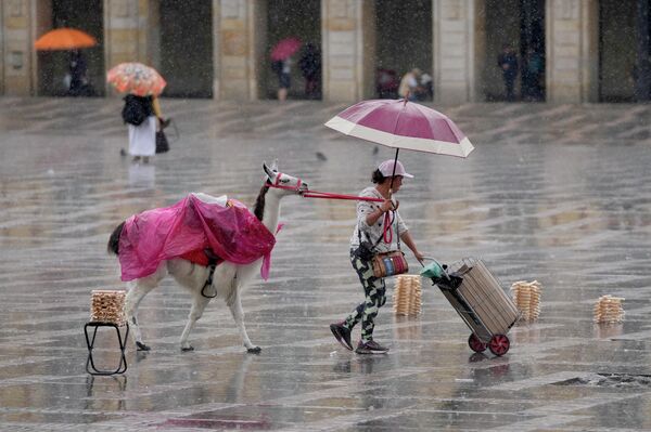 Trong cơn mưa, nhiếp ảnh gia đường phố cùng với con lừa của mình rời Quảng trường Bolivar ở Bogota, Colombia. - Sputnik Việt Nam