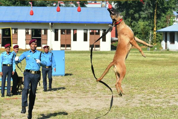 Tại Nepal, cảnh sát Dandemi và chú chó thể hiện kỹ năng trong Lễ hội Ấn Độ giáo Tikhar, tại trường cảnh khuyển ở Kathmandu. - Sputnik Việt Nam