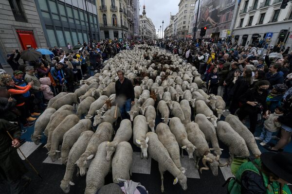 Đàn cừu ở trung tâm Madrid. - Sputnik Việt Nam
