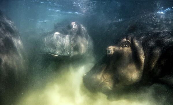 Ảnh “Hippo world” của nhiếp ảnh gia Nga Mike Korostelev, chiến thắng tuyệt đối trong cuộc thi GDT European Wildlife Photographer of the Year 2022. - Sputnik Việt Nam