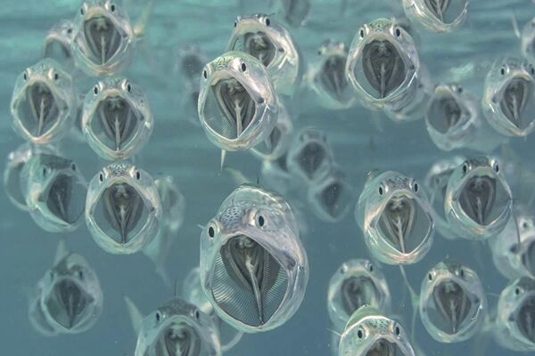 Ảnh “Horse mackerel” của nhiếp ảnh gia Anh Alison Pettitt, được đánh giá cao trong hạng mục Underwater World của cuộc thi GDT European Wildlife Photographer of the Year 2022. - Sputnik Việt Nam