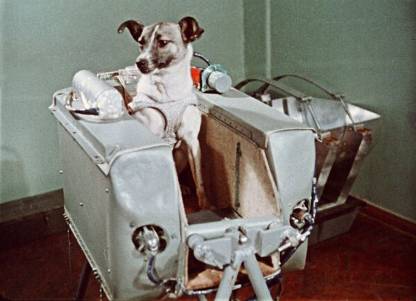Ở giai đoạn cuối, Laika đã quen với cuộc sống trong chiếc thùng hỗ trợ sự sống đặc biệt. Ở đó, con chó được mặc một chiếc quần yếm cho phép nó ngồi và nằm và di chuyển qua lại một chút. - Sputnik Việt Nam