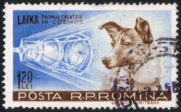 Ở Liên Xô, mọi người đều thương cảm cho con chó. Trong các trường học người ta giải thích về nhu cầu khám phá không gian đối với Liên Xô và một con chó không phải là vật hy sinh lớn nhất trong một bước đi có trách nhiệm như vậy đối với nhân loại. - Sputnik Việt Nam