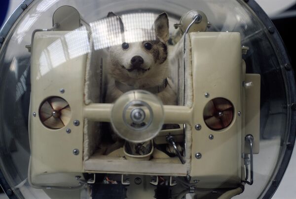 Tuy nhiên, Laika đã chứng minh một sinh vật sống có thể chịu đựng các chuyến bay theo quỹ đạo. Trong ảnh: cabin của vệ tinh nhân tạo thứ hai của Trái đất, được Liên Xô phóng vào ngày 3/11/1957 cùng với chú chó Laika, trưng bày trong gian Cosmos tại VDNKh của Liên Xô. - Sputnik Việt Nam