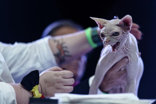 Thẩm phán đánh giá con mèo giống nhân sư trong cuộc thi thường niên của những con mèo đẹp nhất thế giới ở Mashelen, Bỉ. - Sputnik Việt Nam
