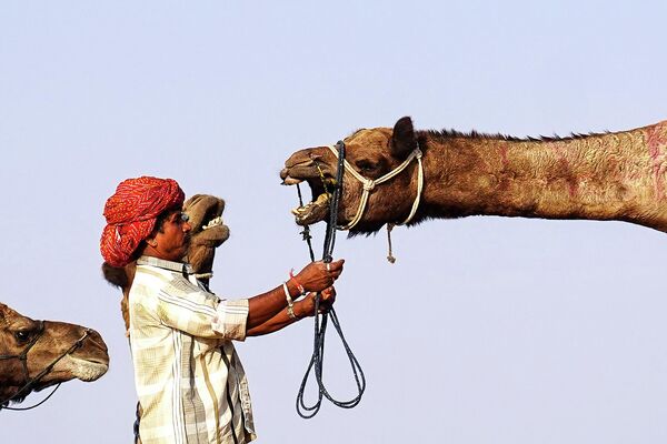 Lạc đà tại hội chợ lạc đà ở Pushkar ở bang Rajasthan Ấn Độ. - Sputnik Việt Nam
