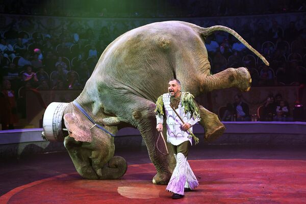 Chú voi đã được huấn luyện do Davio Toni (Ý) dẫn đầu tại Liên hoan Xiếc quốc tế &quot;Không biên giới&quot; tại Rạp xiếc Quốc gia lớn St.Petersburg ở Fontanka. - Sputnik Việt Nam