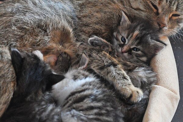 Những con mèo trong «Mái ấm của mèo» ở Donetsk. - Sputnik Việt Nam