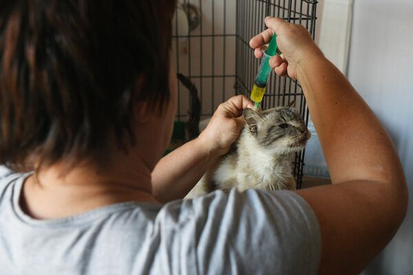 Chị Yevgenia Mikhailova, phụ trách Trại tạm trú «Mái ấm của mèo» ở Donetsk tiêm thuốc cho một con vật nuôi bị bệnh. - Sputnik Việt Nam