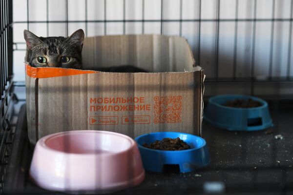 Mèo trong «Mái ấm của mèo» ở Donetsk. - Sputnik Việt Nam
