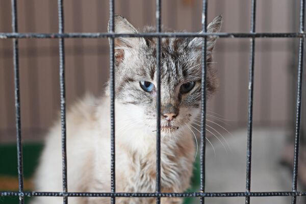 Mèo trong «Mái ấm của mèo» ở Donetsk. - Sputnik Việt Nam