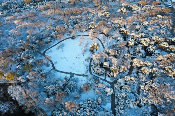 Tuyết phủ trắng cây cối ở Công viên Beilin, Thẩm Dương, Trung Quốc. - Sputnik Việt Nam