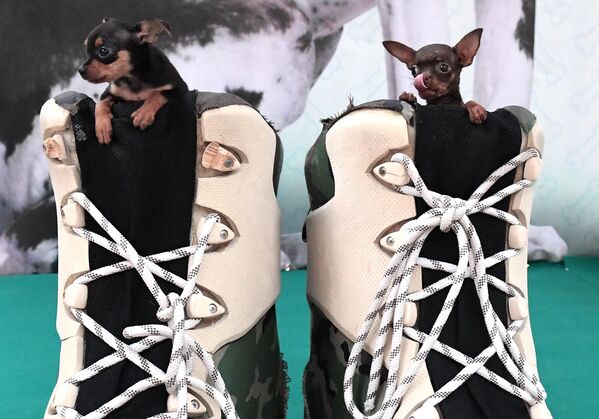 Chú chó con giống chó sục cảnh Nga tại lễ hội thường niên &quot;Zoomir&quot; ở Krasnoyarsk - Sputnik Việt Nam