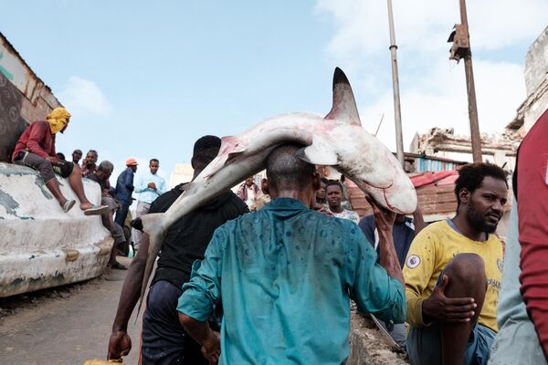 Một ngư dân đội trên đầu con cá mập ở Mogadishu, Somalia - Sputnik Việt Nam
