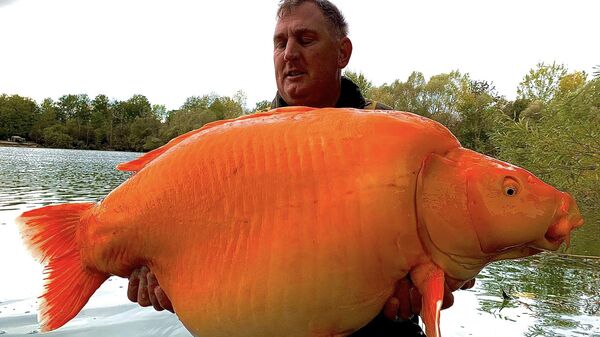 Ngư dân người Anh Andy Hackett với con cá vàng khổng lồ mà anh bắt được. - Sputnik Việt Nam