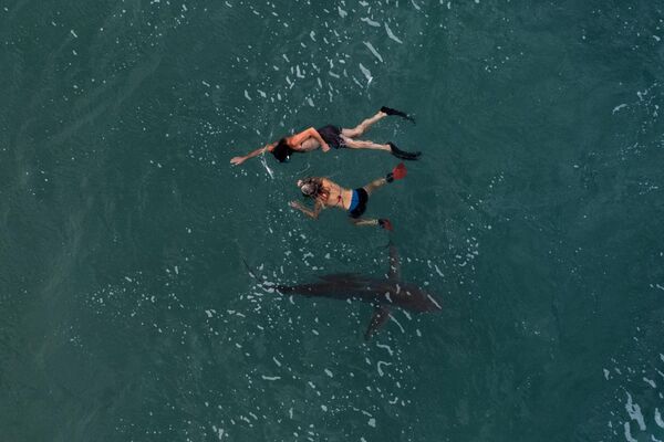 Một cặp đôi bơi cạnh con cá mập cát ở Địa Trung Hải gần Hadera, Israel. - Sputnik Việt Nam