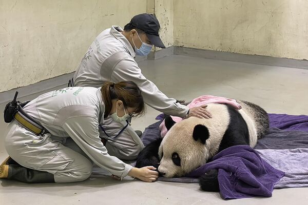Công nhân chăm sóc chú gấu trúc Tuan Tuan bị ốm tại vườn thú ở Đài Bắc, Đài Loan. - Sputnik Việt Nam