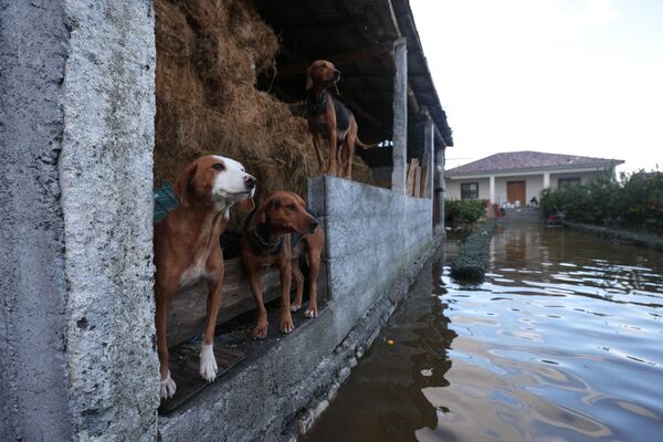 Những chú chó bên cạnh con đường ngập nước ở làng Kuc, tây bắc Albania. - Sputnik Việt Nam