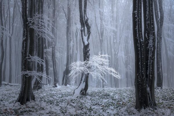 Ice tree của nhiếp ảnh giaTrung Quốc Tony Wang, giải 2 trong cuộc thi The 9th International Landscape Photographer of the Year. - Sputnik Việt Nam