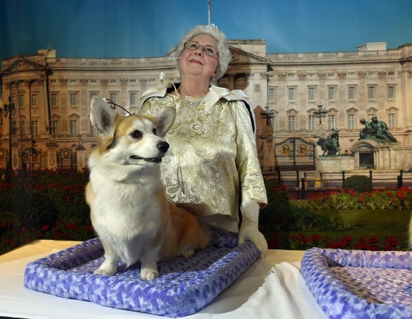 Cindy Savioli trong vai Nữ hoàng Elizabeth II với các chú chó Pembroke Welsh Corgi của bà ở New York, Hoa Kỳ, 2015. - Sputnik Việt Nam