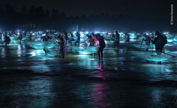 Fishing for glass eels của nhiếp ảnh gia Dominica Eladio Fernandez lọt vào danh sách rút gọn cuộc thi Wildlife Photographer of the Year People’s Choice Award 2022. - Sputnik Việt Nam