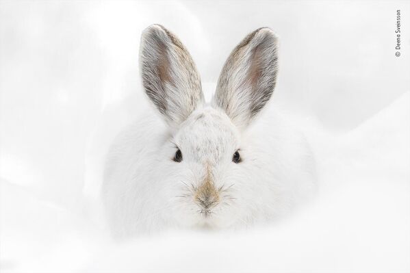 Snowshoe hare starecủa nhiếp ảnh gia Mỹ Deena Sveinsson đã lọt vào danh sách rút gọn cuộc thi Wildlife Photographer of the Year People’s Choice Award 2022. - Sputnik Việt Nam