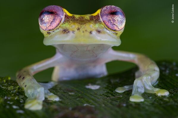 The frog with the ruby eyes của nhiếp ảnh gia Tây Ban Nha Jaime Culebras, lọt vào danh sách rút gọn cuộc thi Wildlife Photographer of the Year People’s Choice Award 2022. - Sputnik Việt Nam