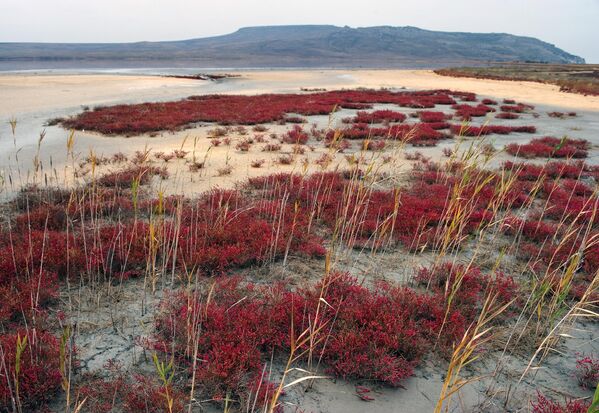 Hồ Koyash trong Khu bảo tồn Thiên nhiên Opuk, Crưm, Liên bang Nga. Nước rơi xuống để lộ một phần đáy và tảo, khiến hồ Koyashsky có màu hồng. - Sputnik Việt Nam