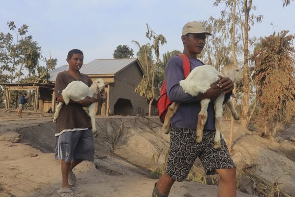 Người dân mang thú cưng ra khỏi ngôi làng bị ảnh hưởng bởi vụ phun trào của núi lửa Semeru - Sputnik Việt Nam