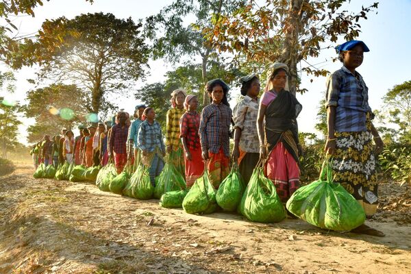 Công nhân vườn chè xếp hàng ở Assam, Ấn Độ. - Sputnik Việt Nam