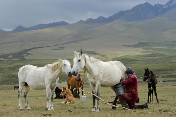 Người phụ nữ Kyrgyzstan vắt sữa ngựa đồng cỏ trên núi ở thung lũng Suusamyr thuộc dãy núi Tien Shan của Kyrgyzstan. - Sputnik Việt Nam