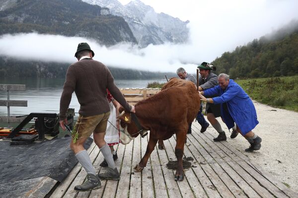 Những người nông dân ở Bavaria đưa gia súc của mình trở về từ đồng cỏ mùa hè bên kia Hồ Königssee gần Berchtesgaden, Đức. - Sputnik Việt Nam