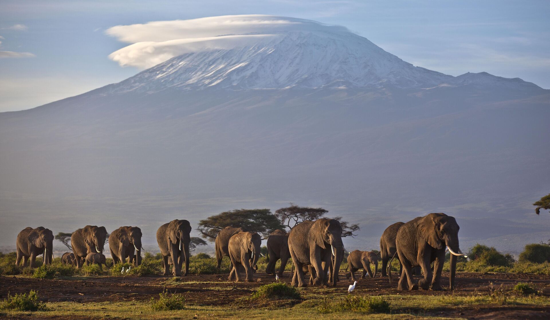 Một đàn voi đi dưới ánh bình minh trên nền núi Kilimanjaro ở Tanzania. - Sputnik Việt Nam, 1920, 23.04.2024