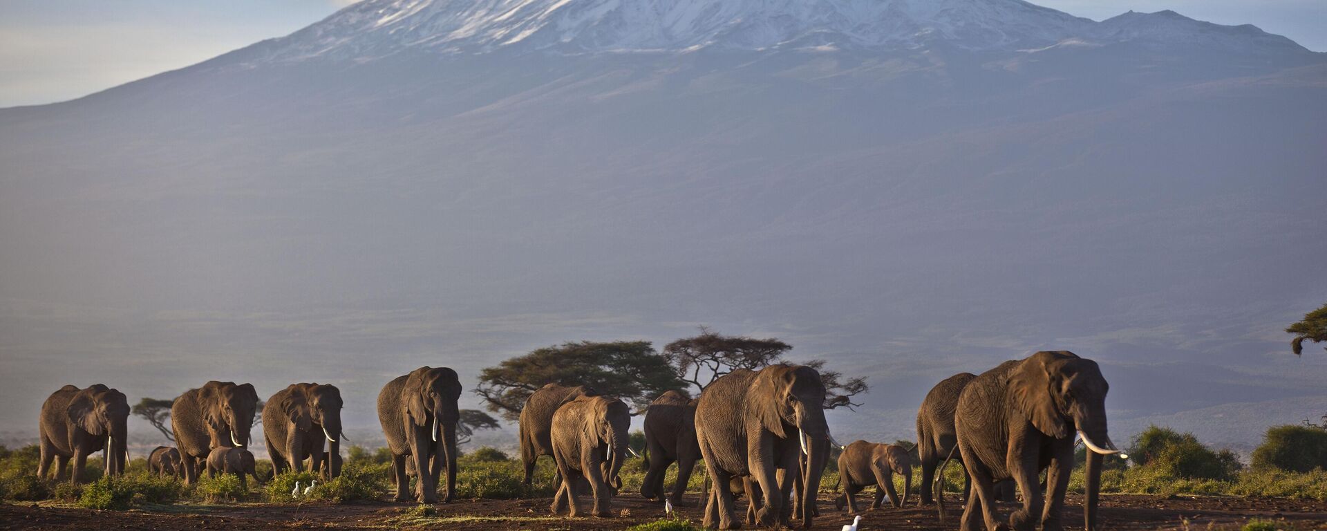 Một đàn voi đi dưới ánh bình minh trên nền núi Kilimanjaro ở Tanzania. - Sputnik Việt Nam, 1920, 17.03.2023