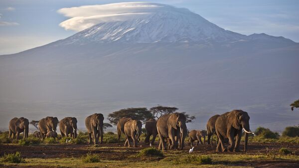 Một đàn voi đi dưới ánh bình minh trên nền núi Kilimanjaro ở Tanzania. - Sputnik Việt Nam