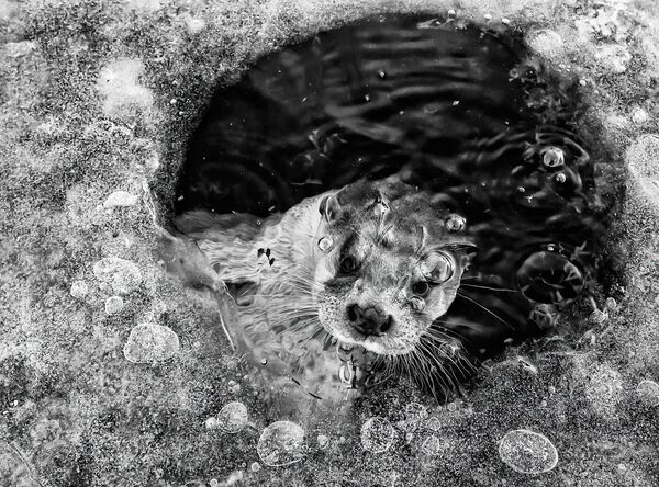 Bức ảnh rái cá trong hố băng Otter in Icehole của nhiếp ảnh gia Hà Lan Ernst Dirksen, người chiến thắng ở hạng mục Ảnh đen trắng cuộc thi Nature Photographer of the Year 2022. - Sputnik Việt Nam