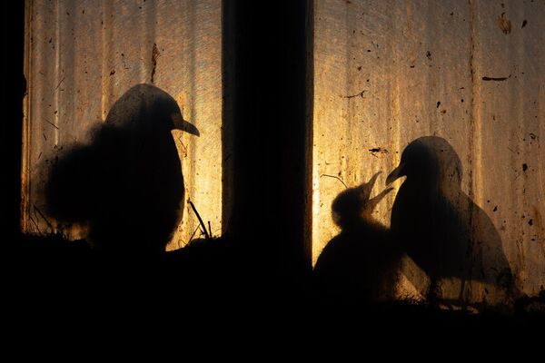 Bức ảnh Urban Kittiwakes của nhiếp ảnh gia Na Uy Knut-Sverre Horn, người chiến thắng ở hạng mục Những loài chim của Nature Photographer of the Year 2022. - Sputnik Việt Nam