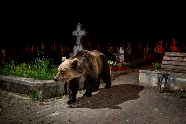 Bức ảnh từ dự án Một chú gấu ở sân sau của các nhiếp ảnh gia Hà Lan David Hup và Michiel van Noppen, giải nhất Giải thưởng Fred Hazelhoff Portfolio Award của cuộc thi Nature Photographer of the Year 2022 - Sputnik Việt Nam