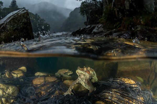 Bức ảnh The rain I’ve been waiting for của nhiếp ảnh gia Nhật Bản Kazushige Horiguchi, giải nhất hạng mục Ảnh dưới nước trong cuộc thi Nature Photographer of the Year 2022. - Sputnik Việt Nam