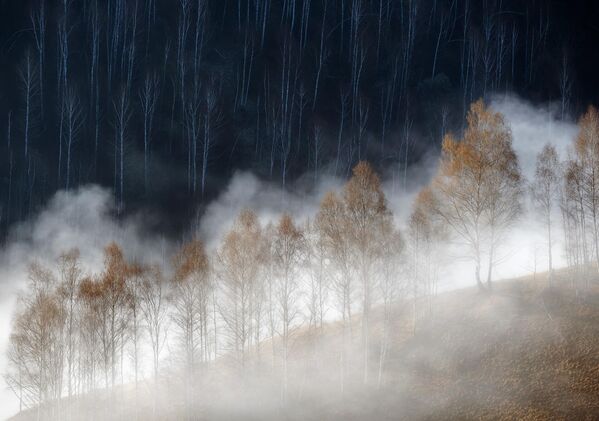 Bức ảnh Cold and warm của nhiếp ảnh gia Romania Soare Laurentiu, giải nhất hạng mục Thực vật và Nấm của cuộc thi Nature Photographer of the Year 2022. - Sputnik Việt Nam