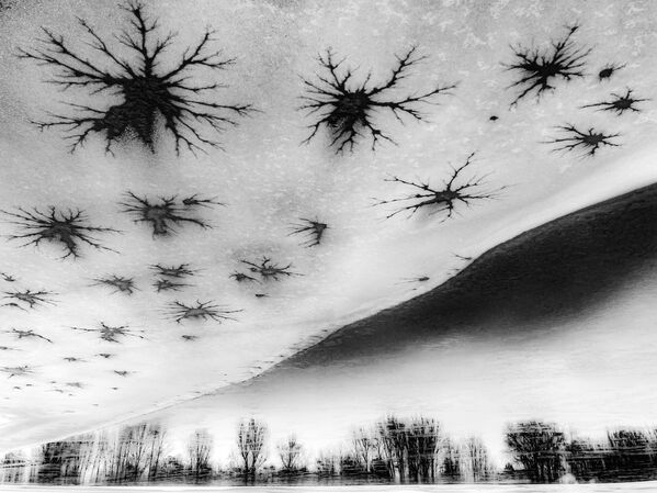 Bức ảnh Trees and Stars của nhiếp ảnh gia người Hungary Csaba Daróczi, người chiến thắng ở hạng mục Nghệ thuật thiên nhiên của Nature Photographer of the Year 2022. - Sputnik Việt Nam