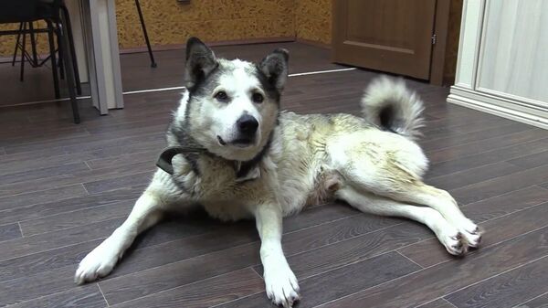 Vùng Hachiko thuộc tỉnh Yakutia. Chú chó tên Dogor thường ghé thăm văn phòng của người chủ đã quá cố trong 2 năm qua - Sputnik Việt Nam