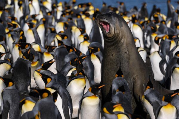 Con hải tượng (voi biển) giữa đám chim cánh cụt trên Đảo Possession, Vùng đất phía Nam và châu Nam Cực thuộc Pháp. - Sputnik Việt Nam