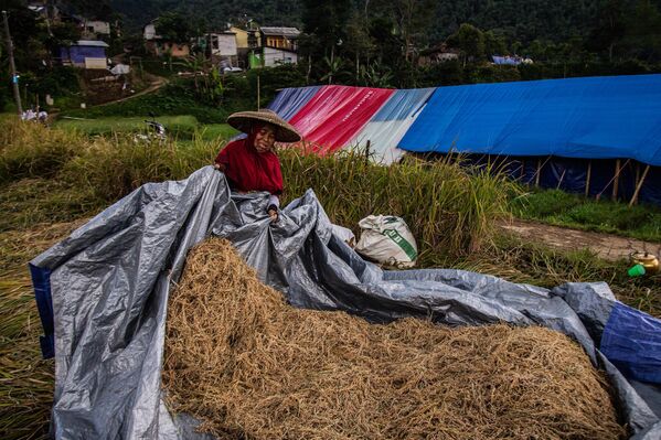 Người dân sống trong lều tạm sau trận động đất tháng 11 đang thu hoạch rau và lúa trên cánh đồng, Java. - Sputnik Việt Nam