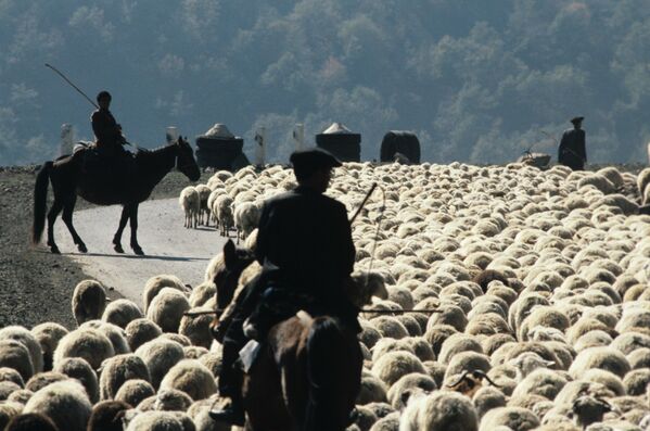 Những người chăn cừu lùa một đàn cừu đến đồng cỏ mới ở Cộng hòa xã hội chủ nghĩa Xô viết Azerbaijan. - Sputnik Việt Nam
