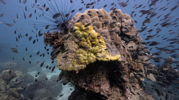 Bệnh sọc vàng trên san hô ngoài khơi Thái Lan - Sputnik Việt Nam