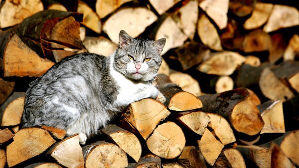 Con mèo nằm trên gỗ - Sputnik Việt Nam